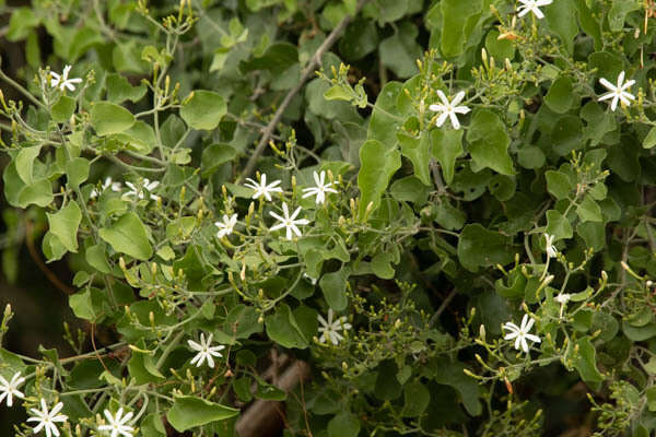 Image of Jasminum fluminense subsp. fluminense