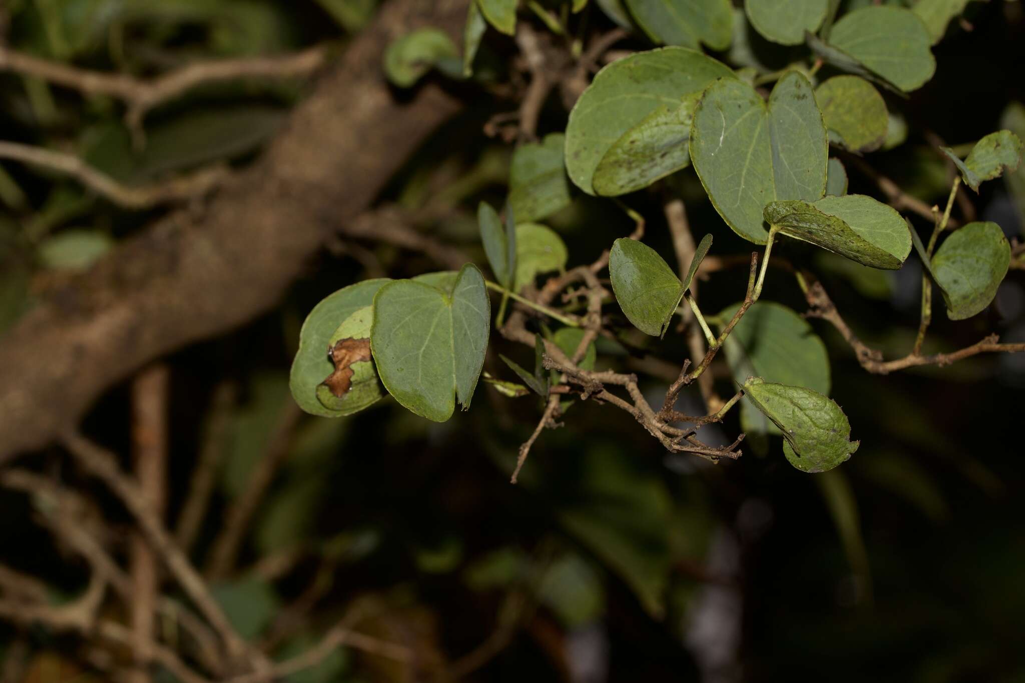 Imagem de Bauhinia racemosa Lam.