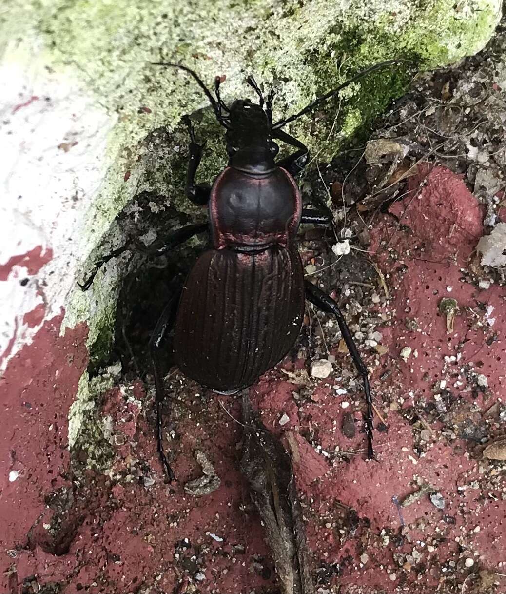 Image of Carabus (Macrothorax) morbillosus Fabricius 1792