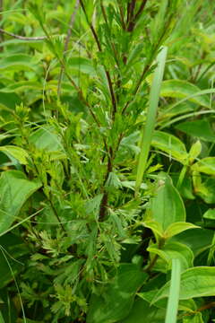 Image of Artemisia japonica Thunb.