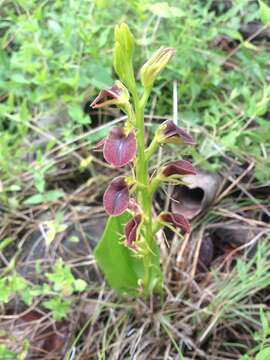 Image of tropical widelip orchid