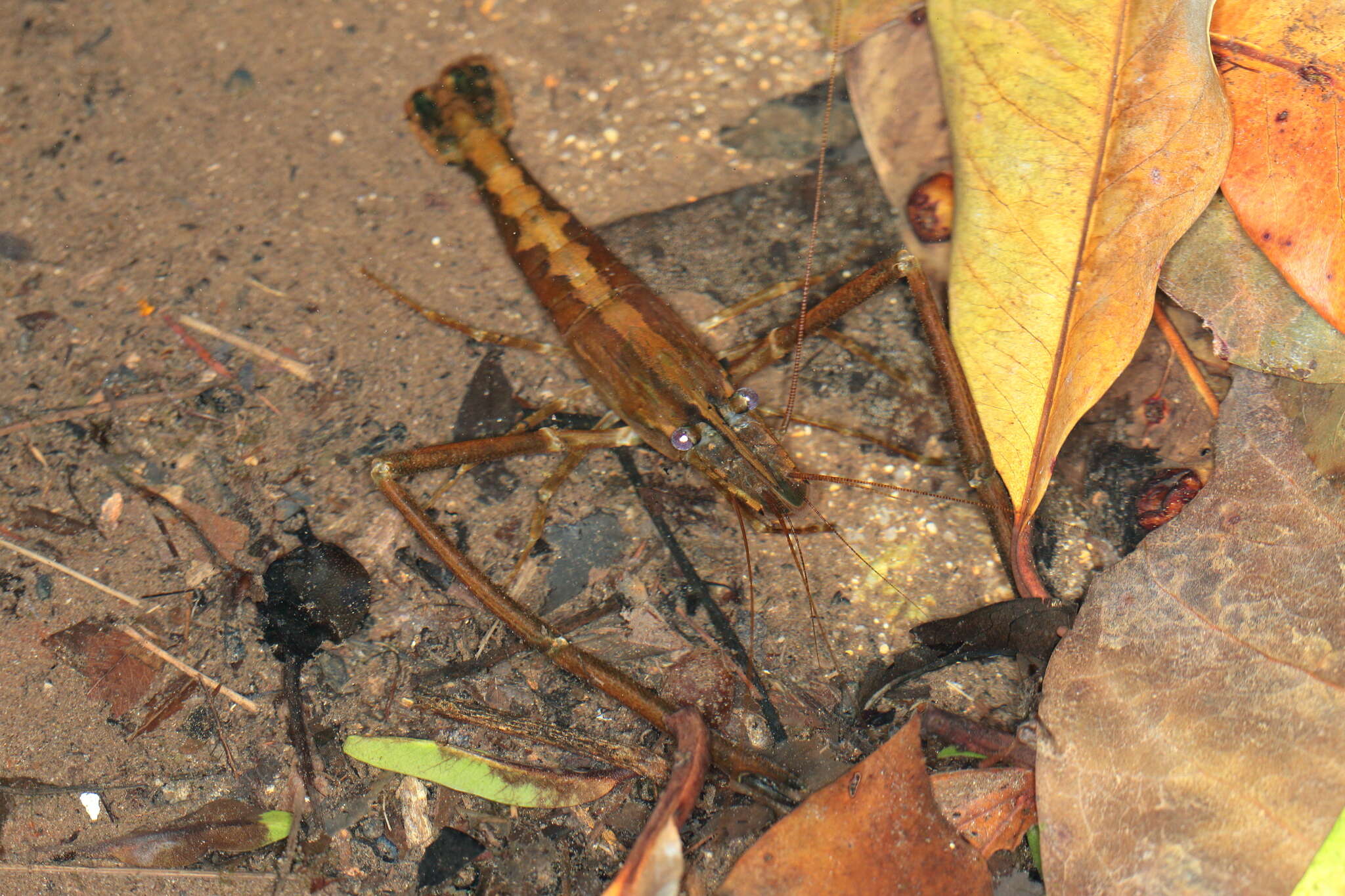 Macrobrachium venustum (Parisi 1919)的圖片