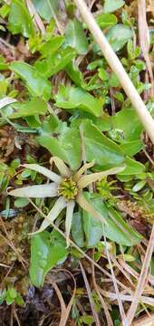 Image de Caltha novae-zelandiae Hook. fil.