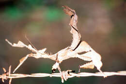 Image of Extatosoma tiaratum (Macleay & W. S. 1826)