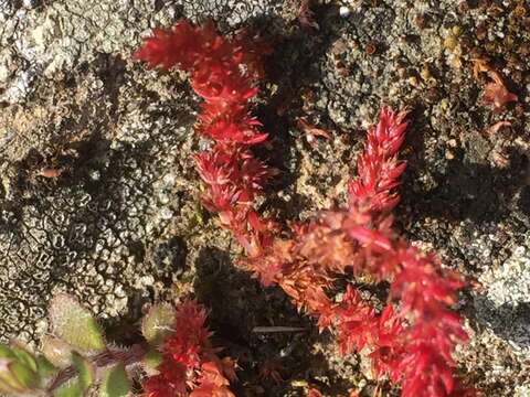 Crassula tillaea Lester-Garland resmi