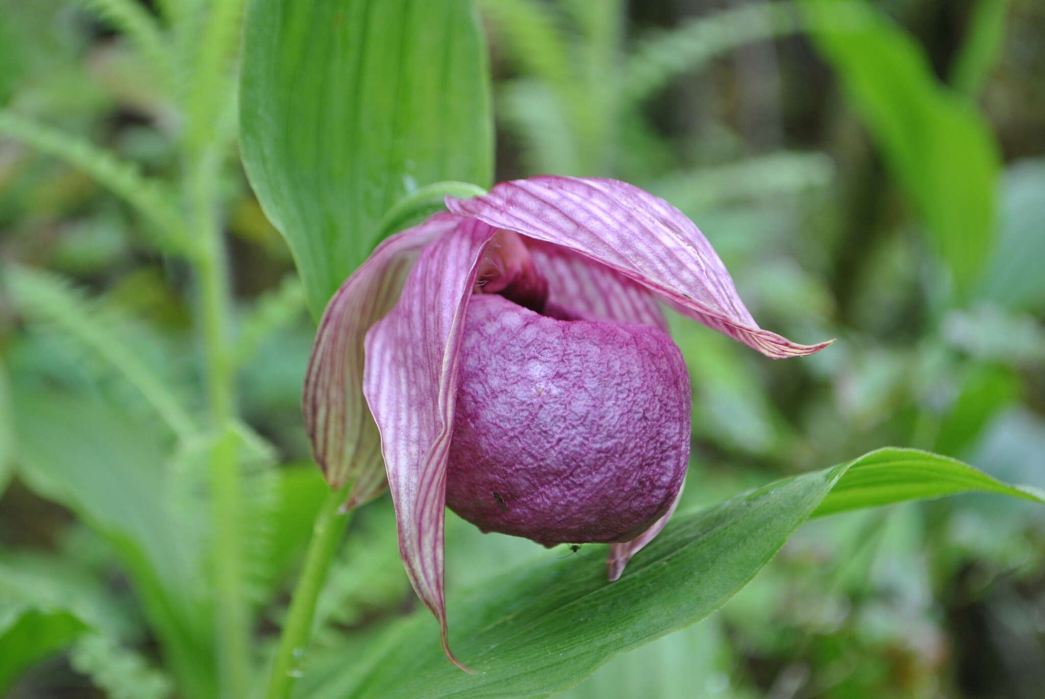 Image of Tibetian Cypripedium