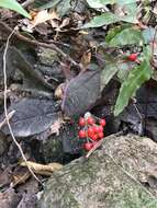 Image of Ardisia primulifolia Gardner & Champ.