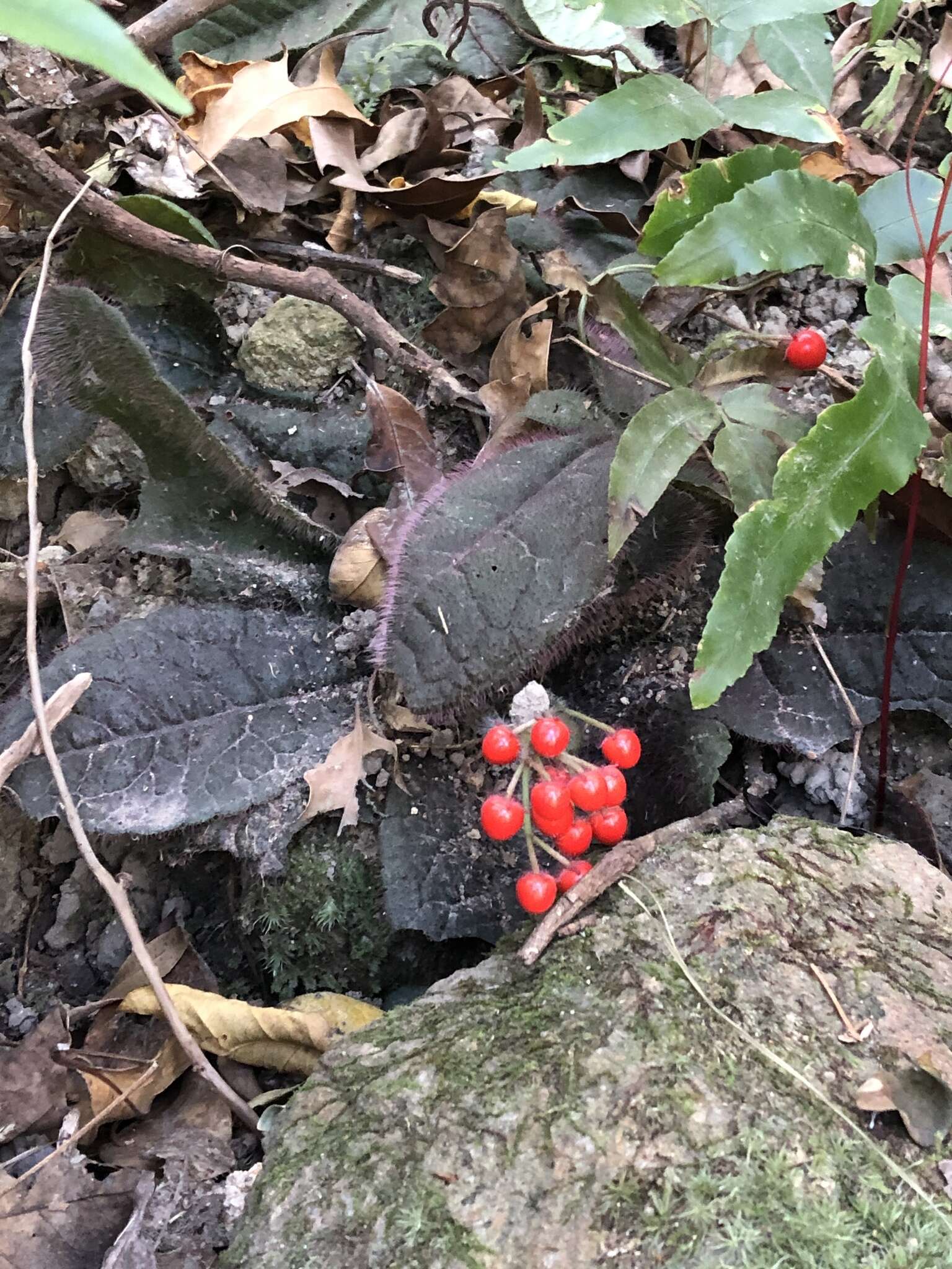 Image of Ardisia primulifolia Gardner & Champ.