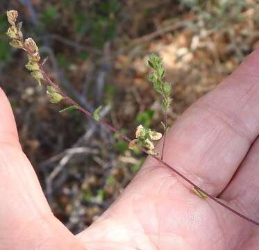 Odontites viscosus (L.) Clairv.的圖片