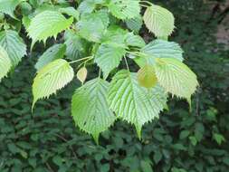 صورة Euptelea polyandra Siebold & Zucc.