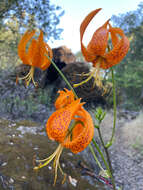 Слика од Lilium humboldtii subsp. humboldtii