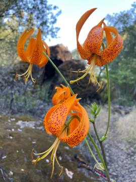 Слика од Lilium humboldtii subsp. humboldtii