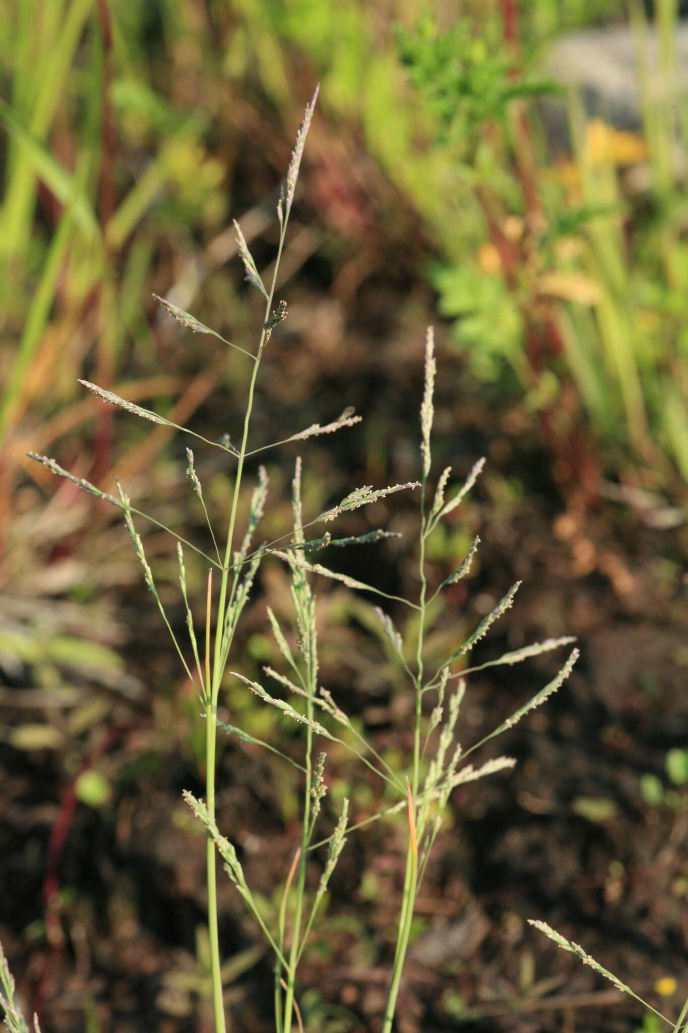 Plancia ëd Puccinellia hauptiana (V. I. Krecz.) Kitag.