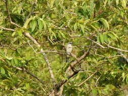 Image of Large Cuckoo-shrike