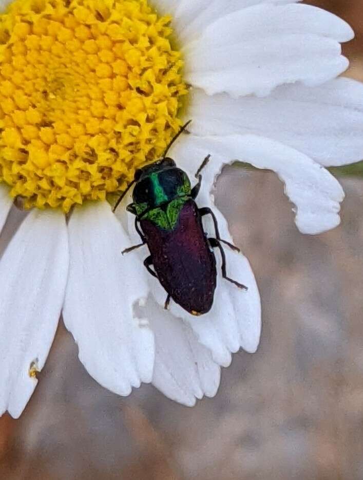 Image of Pasture Splendour Beetle