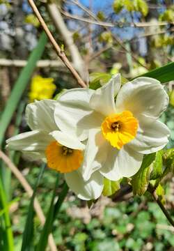 Image de Narcissus medioluteus Mill.