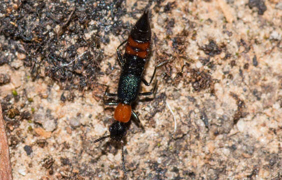 Image of Paederus cruenticollis Germar 1848