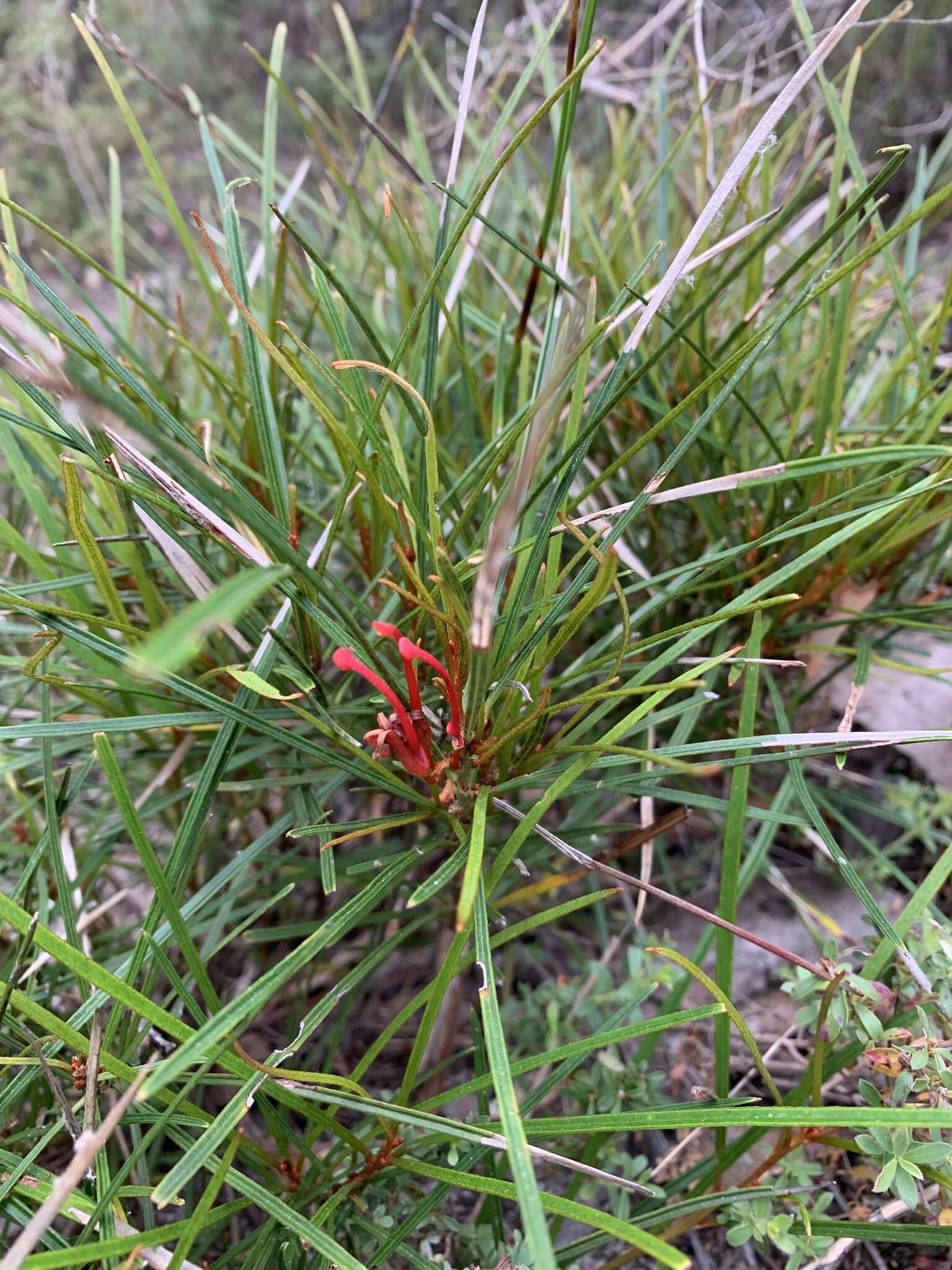 Image of Grevillea dimorpha F. Müll.