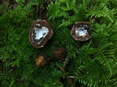 Image of Marbled Deer Truffle