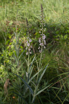 Lysimachia ephemerum L. resmi