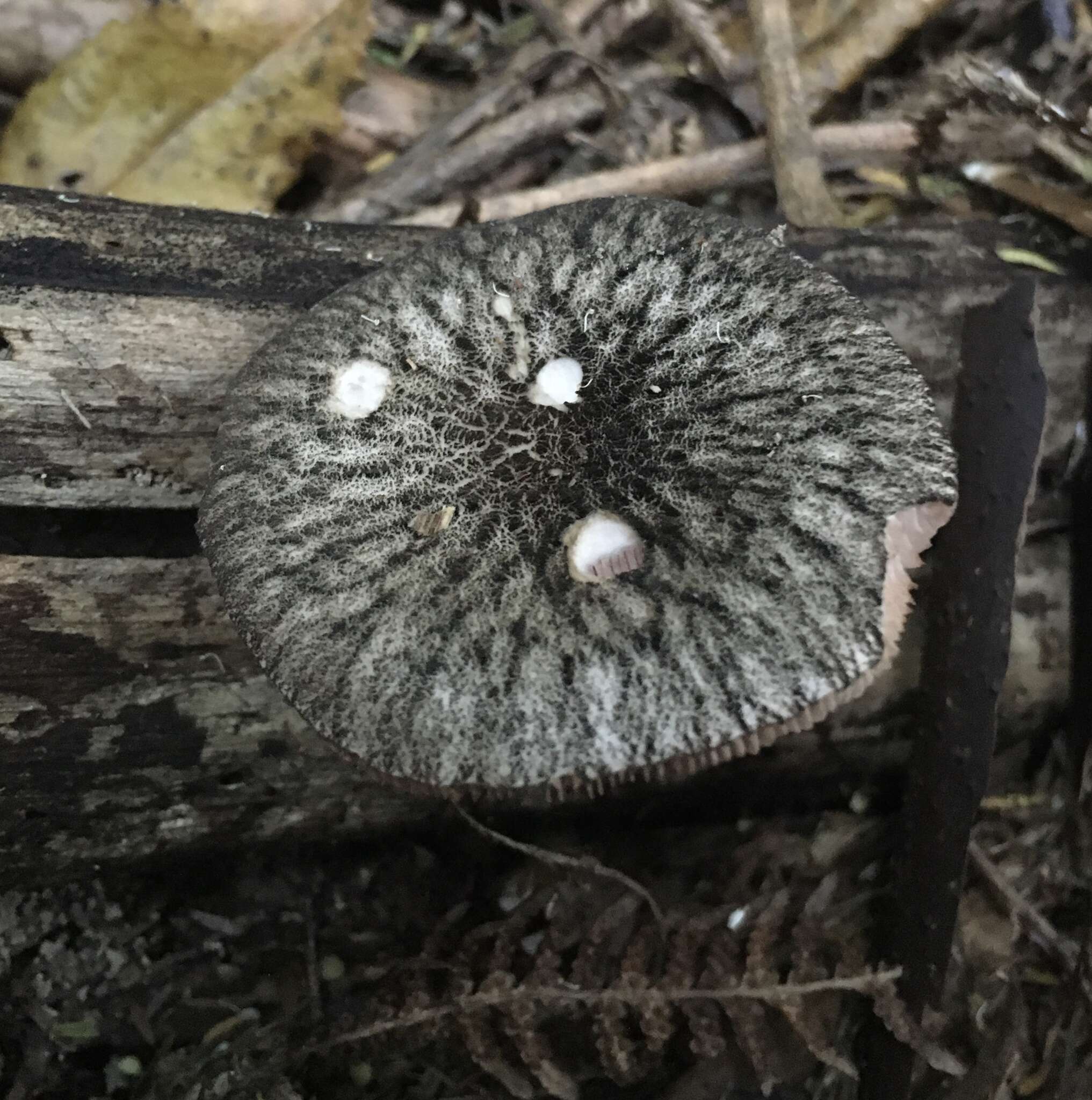 Image of Pluteus perroseus E. Horak 1983