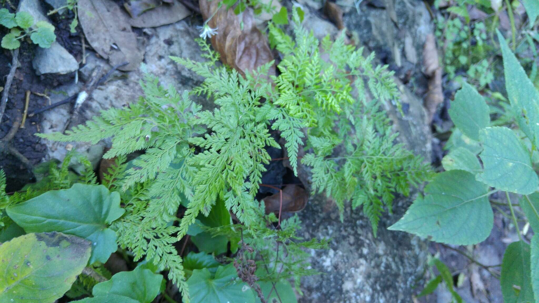 Image of Aspidotis meifolia (D. C. Eat.) Pic. Serm.