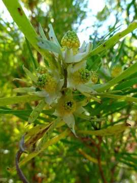 Plancia ëd Leucadendron salicifolium (Salisb.) I. Williams