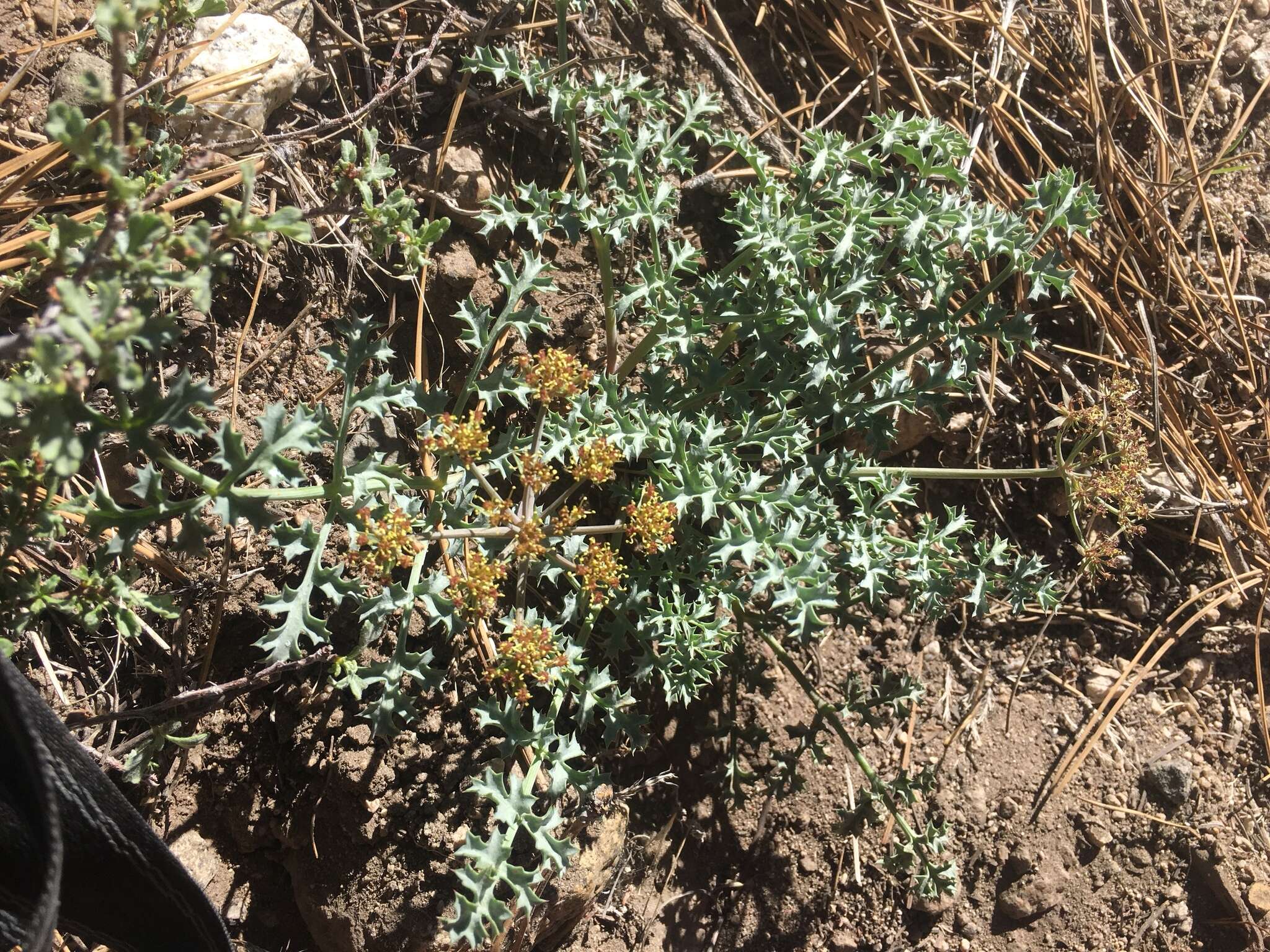 Imagem de Lomatium rigidum (M. E. Jones) Jepson