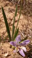 Image of Babiana nana subsp. maculata (Klatt) Goldblatt & J. C. Manning