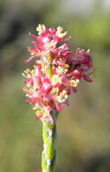 Image of Passerina rubra C. H. Wright