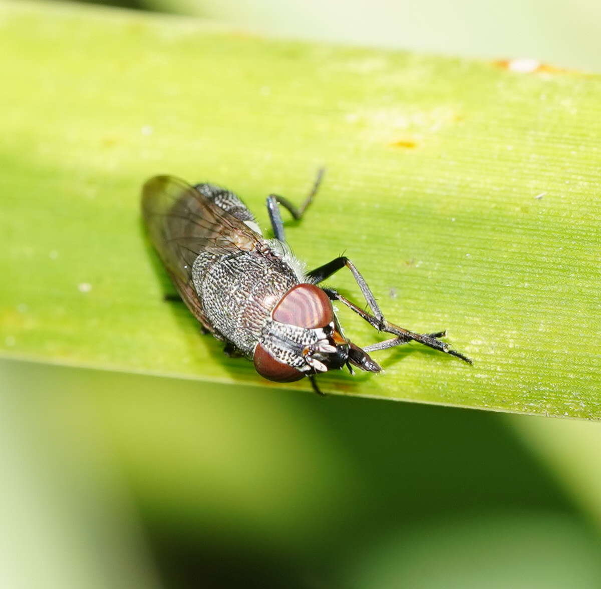 Stomorhina subapicalis (Macquart 1847)的圖片