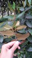 Image of Miconia squamulosa (Sm.) Triana