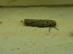 Image of Ethmia circumdatella Walker 1863