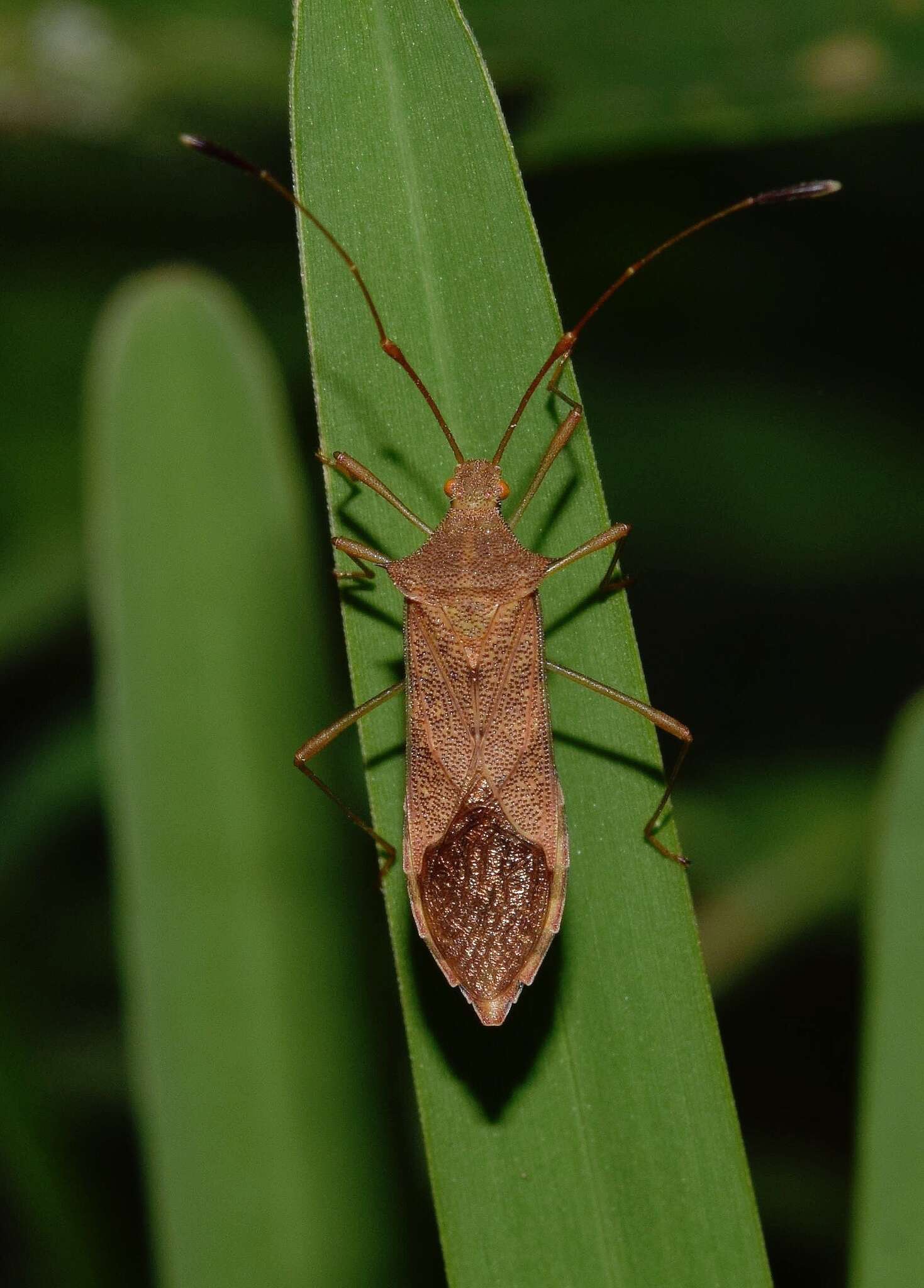 Plancia ëd Hydara tenuicornis (Westwood 1842)