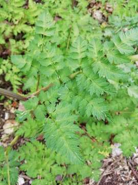 Imagem de Anthriscus sylvestris subsp. sylvestris