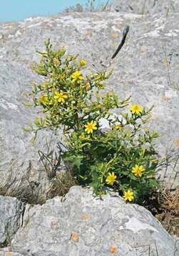 صورة Lactuca longidentata Moris ex DC.