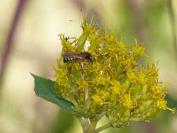 Image of Melipona quinquefasciata Lepeletier 1836