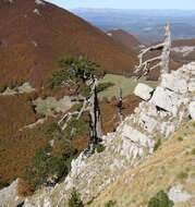 Image of Bosnian Pine