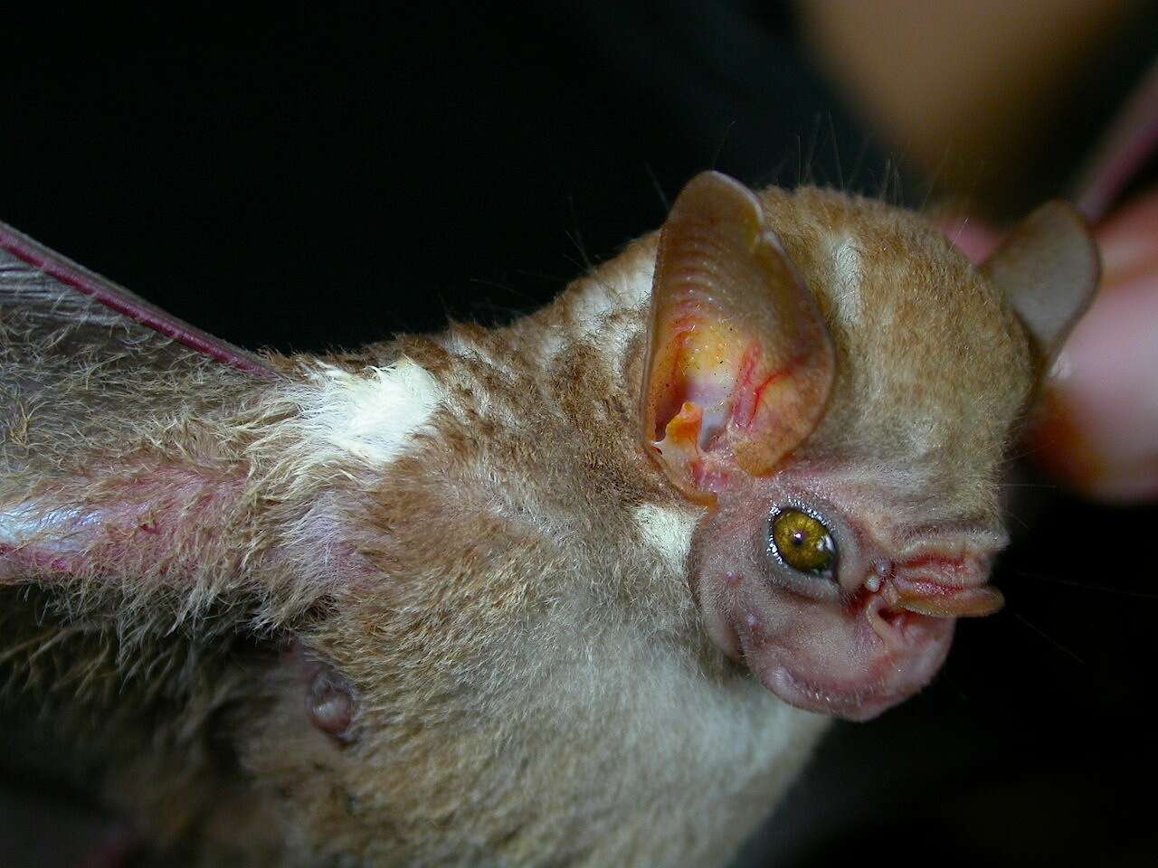 Image of Visored Bat