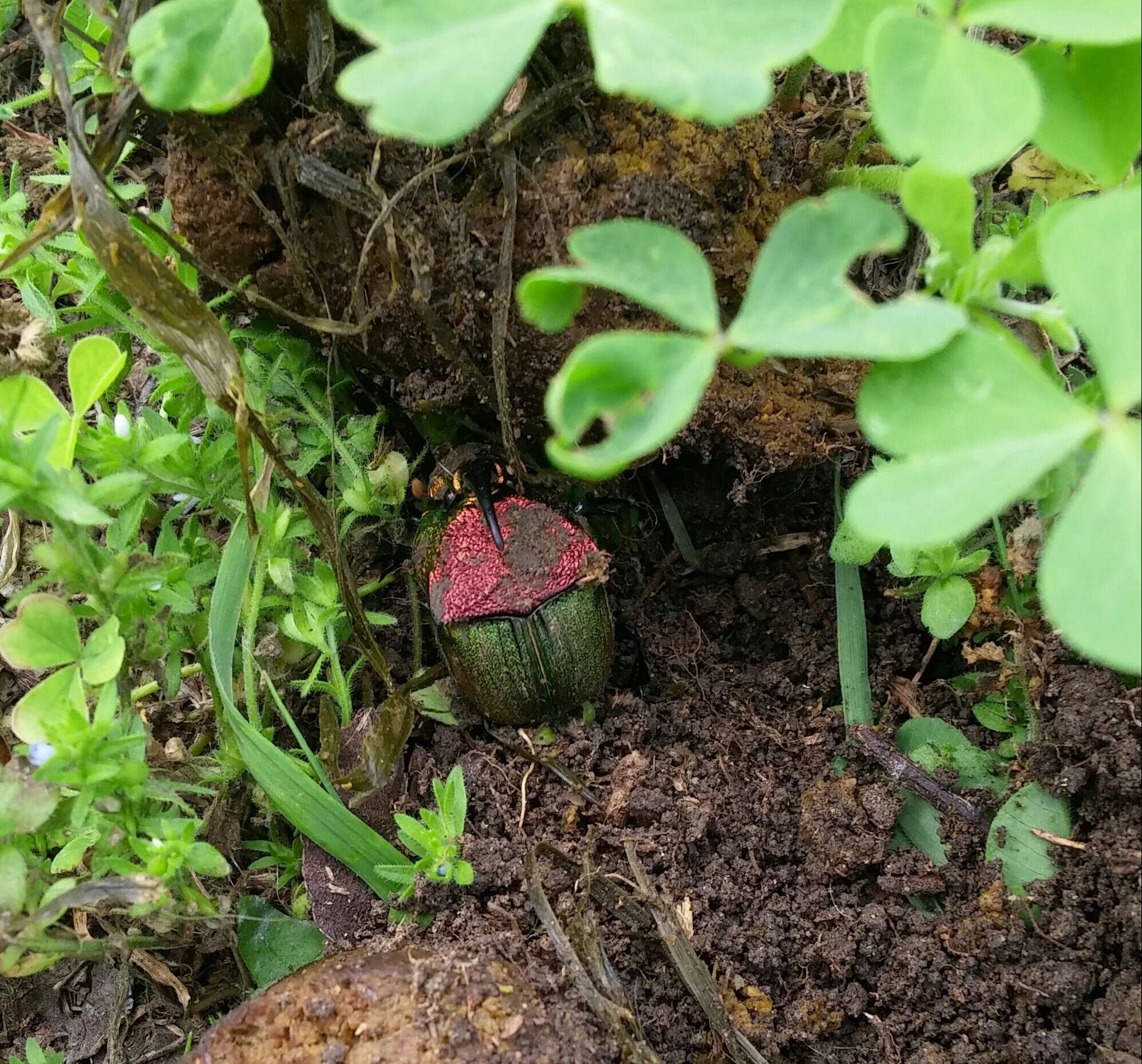 Image of Rainbow Scarab