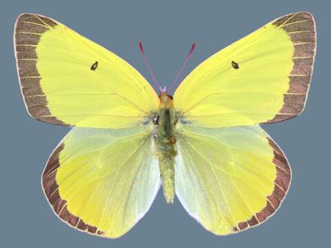 صورة <i>Colias alexandra edwardsii</i>