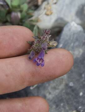 Image of low beardtongue