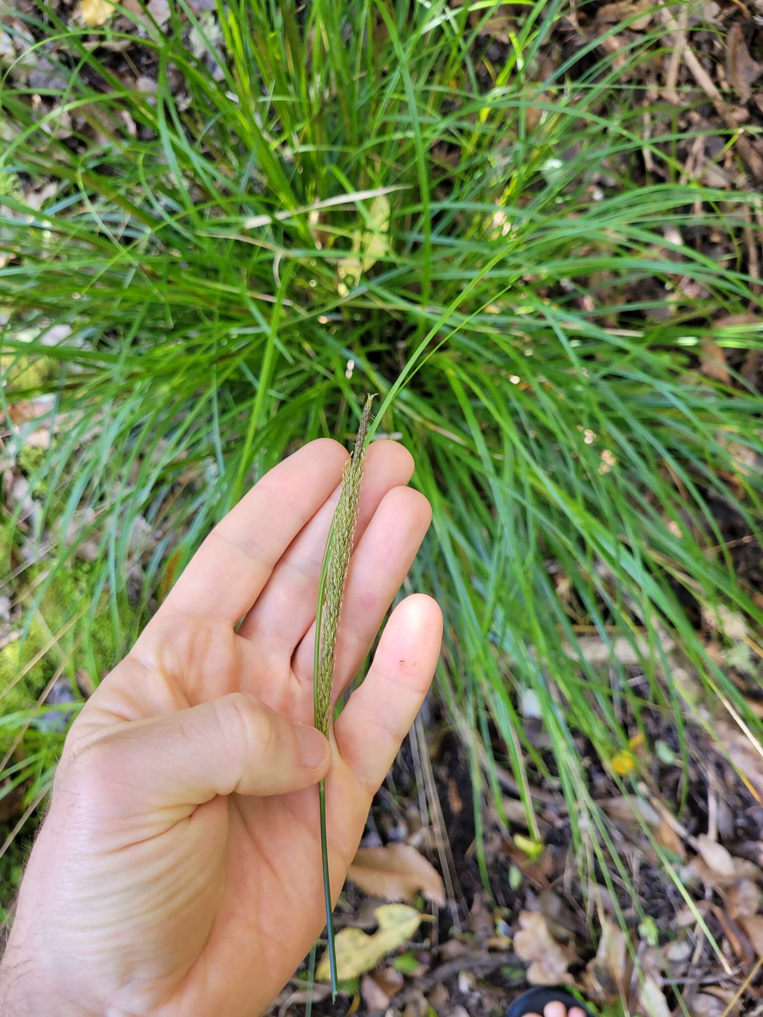 Image of Carex corynoidea K. A. Ford