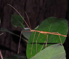 Image of Sipyloidea larryi Hasenpusch & Brock 2007