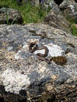 Image of Coronella austriaca acutirostris Malkmus 1995