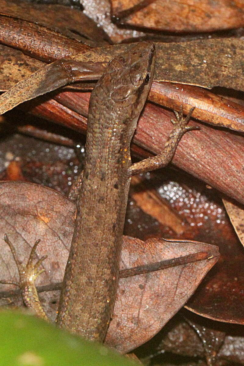 Image of Border Ranges Shadeskink