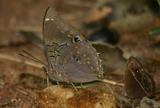 Imagem de Charaxes cithaeron Felder 1859