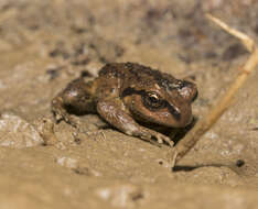 Image of Alsodes valdiviensis Formas, Cuevas & Brieva 2002