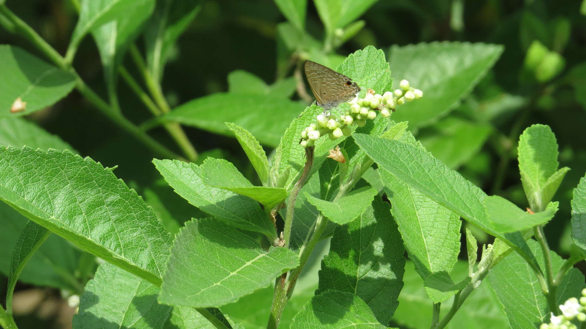 Imagem de Anthene lycaenina (Felder 1868)