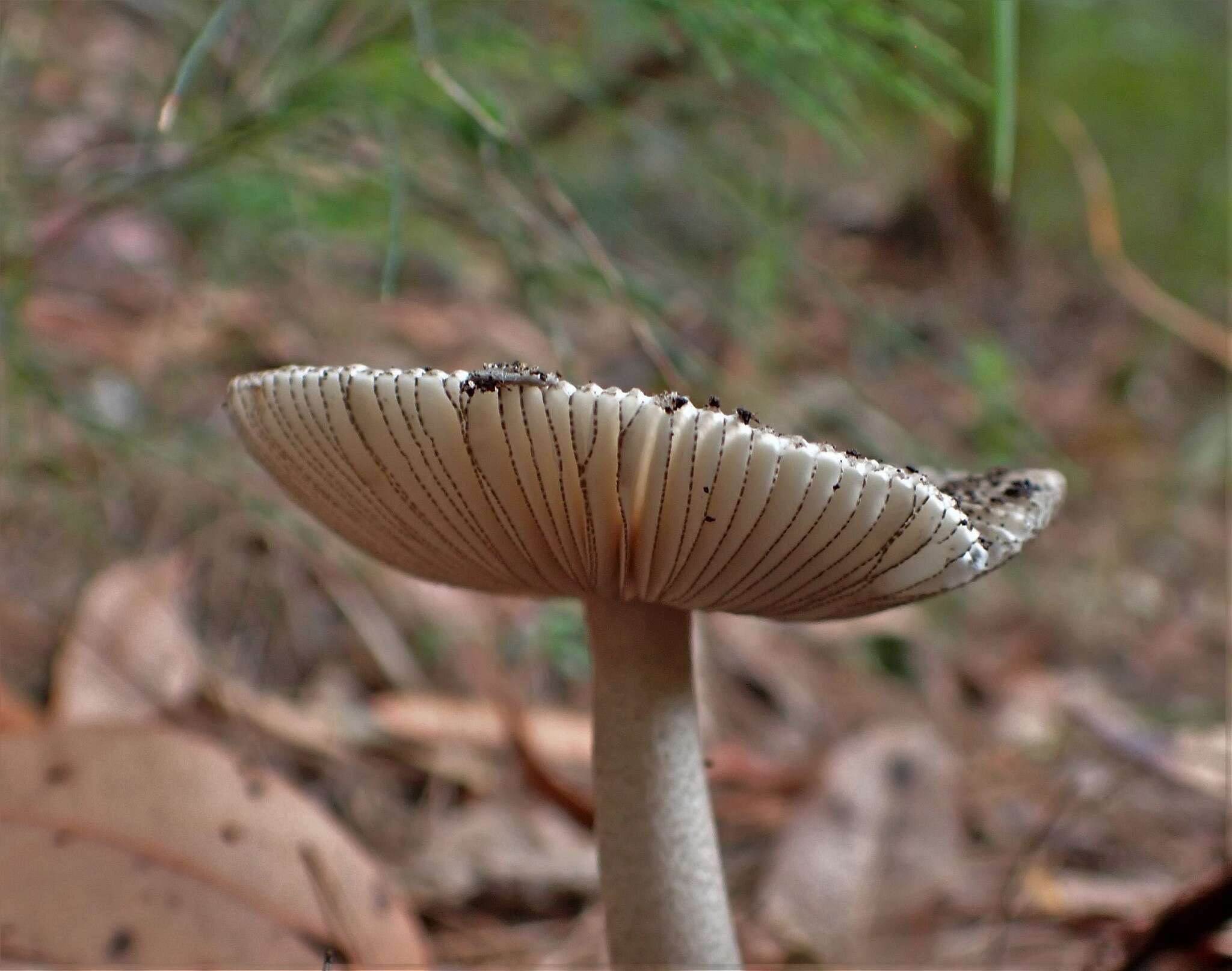 Image of Amanita cheelii P. M. Kirk 2013